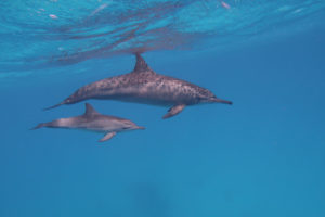 Delfine und Kommuniation